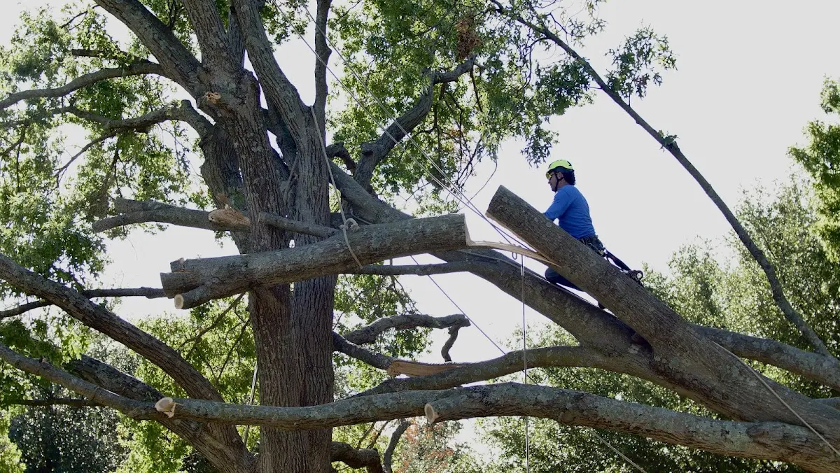 Professional Hazardous Tree Removal performed by certified arborists in Sherman