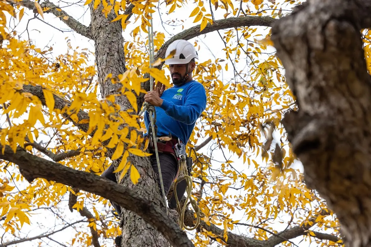 Skilled Dead Tree Removal crew working in Sherman